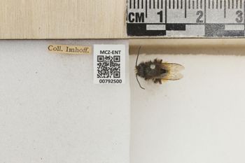 Media type: image;   Entomology 792500 Aspect: Labels